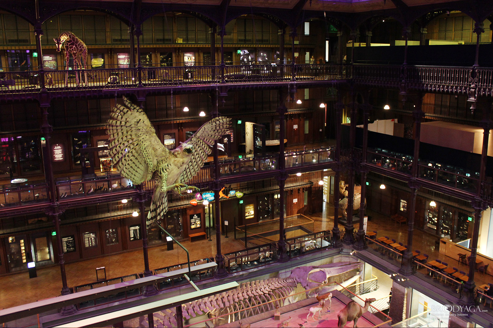 Galerie d'Entomologie